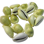 Yellow Kaudi/ Peeli Kaudi- Original & Energized - Divine Symbol of Wealth and Prosperity