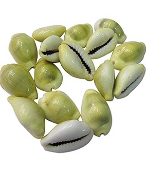 Yellow Kaudi/ Peeli Kaudi- Original & Energized - Divine Symbol of Wealth and Prosperity