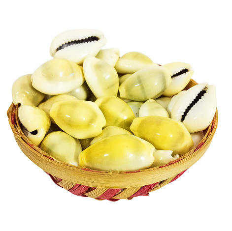 Yellow Kaudi/ Peeli Kaudi- Original & Energized - Divine Symbol of Wealth and Prosperity