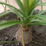 Kuber Kand Plant: A Symbol of Wealth and Prosperity