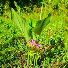 Black Turmeric (Kali Haldi)