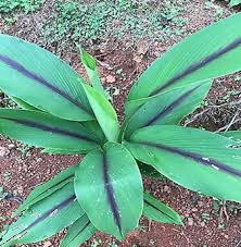 Black Turmeric (Kali Haldi)